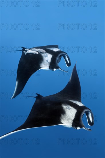 Two Reef manta rays (Manta alfredi)