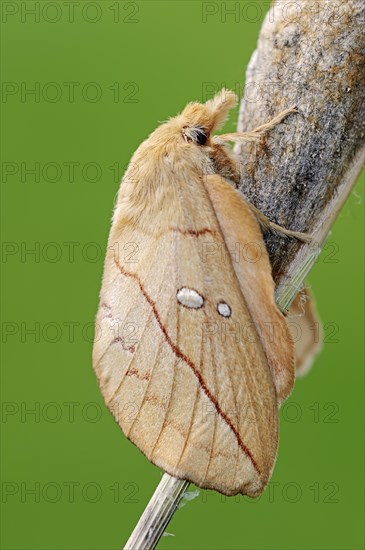 The Drinker (Euthrix potatoria)