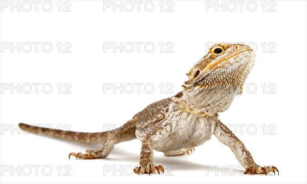 Dwarf Bearded Dragon (Pogona minor)