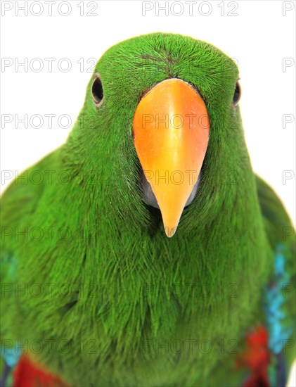 Eclectus Parrot (Eclectus roratus)