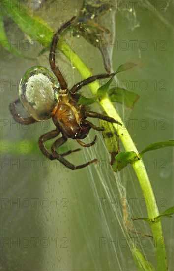 Water Spider or Diving Bell Spider (Argyroneta aquatica)