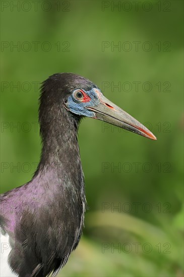 Abdim's Stork (Ciconia abdimii)