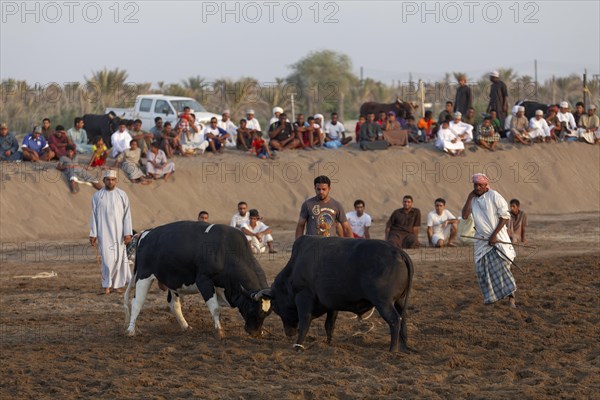 Bull fight in the Barka Arena