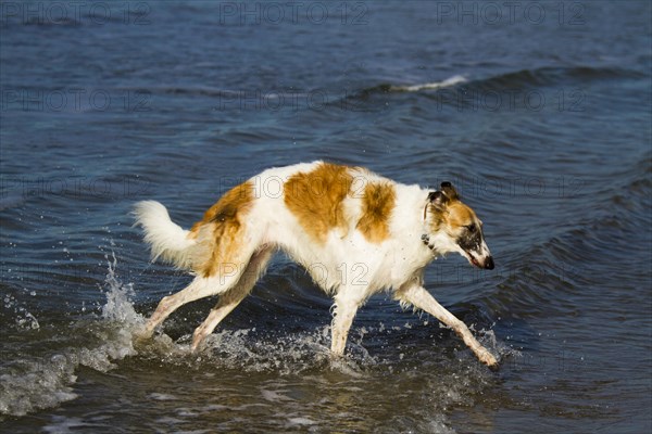 Borzoi or Russian Wolfhound