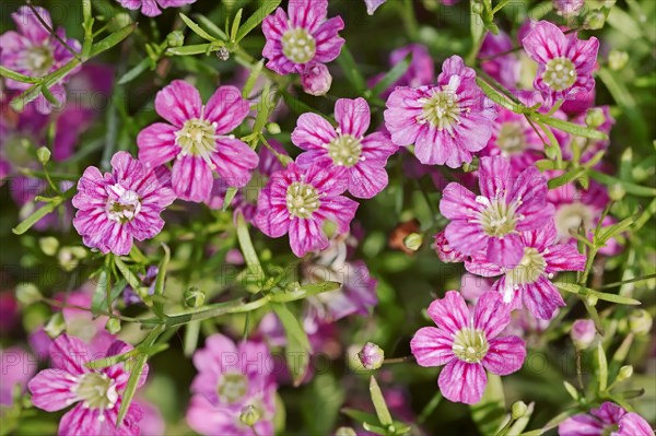 Creeping Baby's Breath (Gypsophila repens)