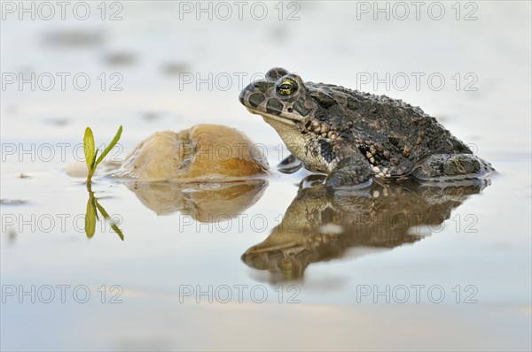 Green Toad (Bufo viridis complex) in an abandoned gravel pit