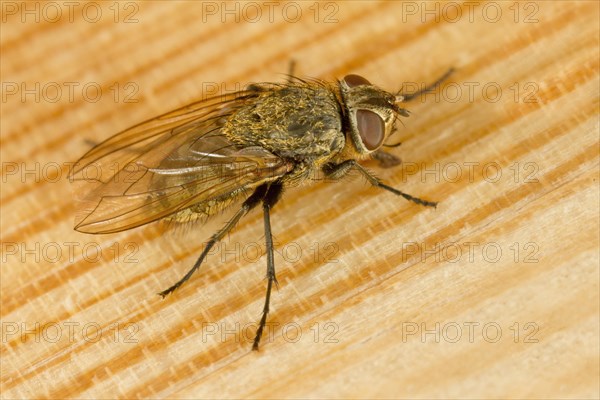 Cluster fly (Pollenia sp)