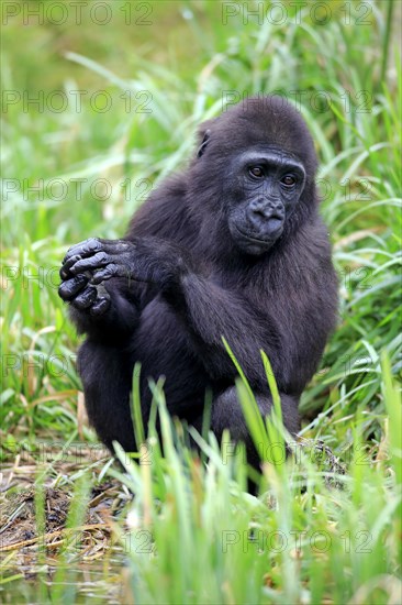 Western Lowland Gorilla (Gorilla gorilla gorilla)