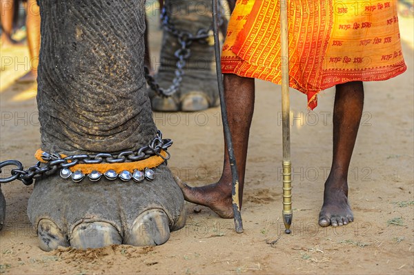 Elephant foot and human feet at Hindu temple festival