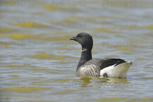 Brant Goose (Branta bernicla)