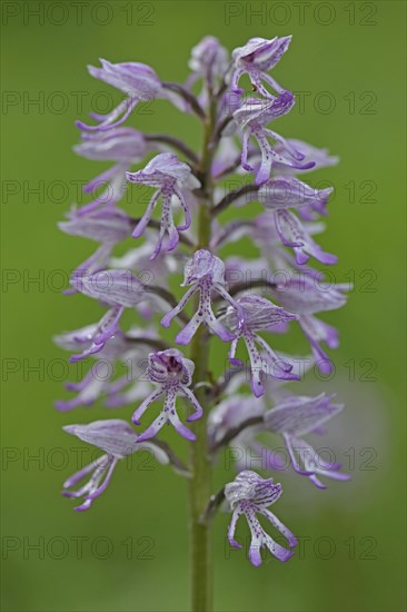 Military Orchid (Orchis militaris)