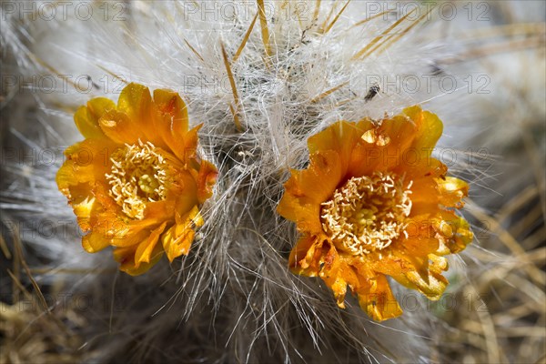 Old Man of The Andes (Oreocereus celsianus)