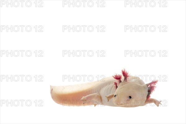 Axolotl (Ambystoma mexicanum)