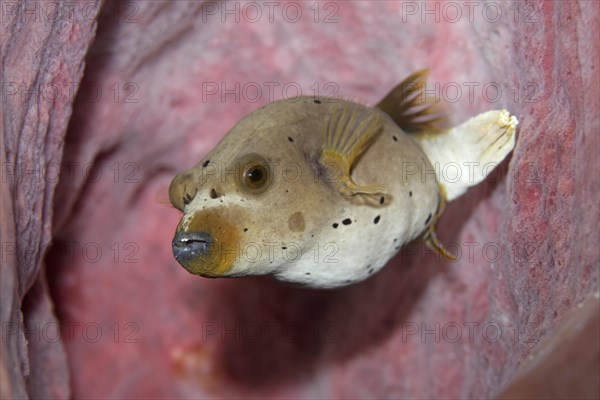 Blackspotted Puffer or Dog-faced Puffer (Arothron nigropunctatus)