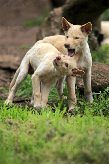 Dingoes (Canis familiaris dingo)