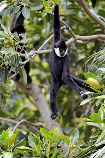 Northern White-cheeked Gibbon (Nomascus leucogenys)