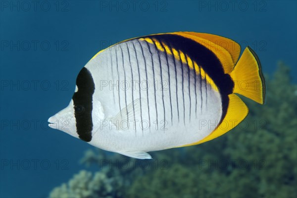 Lined butterflyfish (Chaetodon lineolatus)