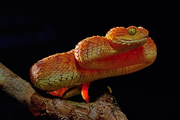 Mayombe Bush-Viper (Atheris squamigera anisolepis)