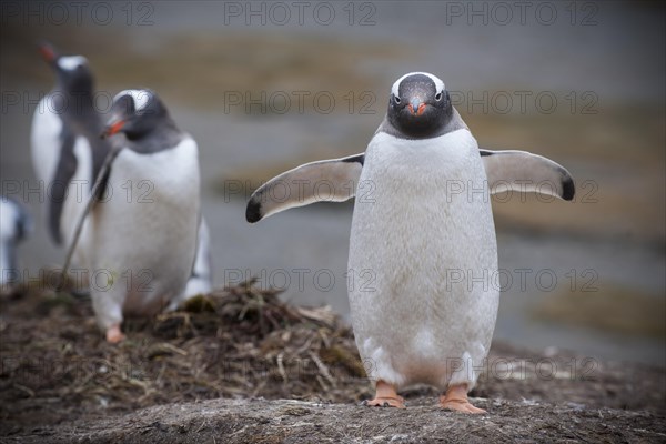 Gentoo Penguins (Pygoscelis papua)