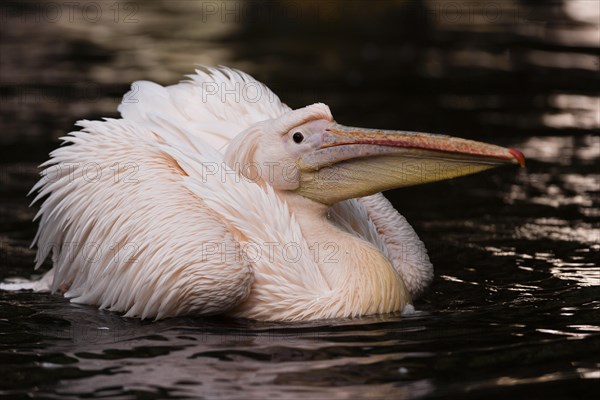 Great White Pelican (Pelecanus onocrotalus)