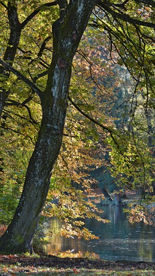 Common Beeches or European Beeches (Fagus sylvatica) in autumn