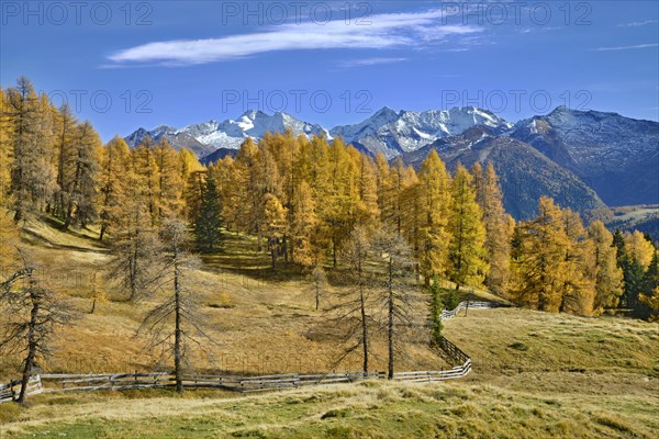 Larch forest (Larix) in autumn