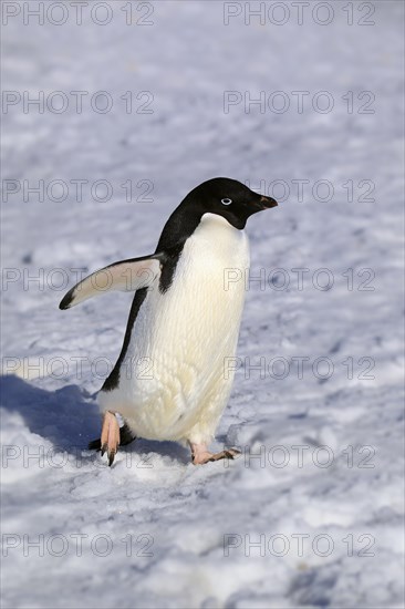 Adelie Penguin (Pygoscelis adeliae)