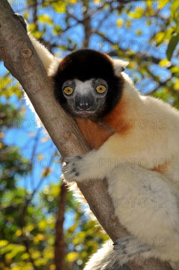 Crowned Sifaka (Propithecus coronatus) clinging to a tree branch