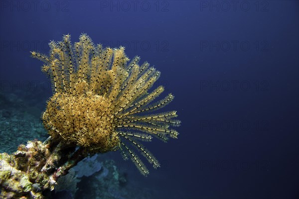 Variable Bushy Feather Star (Comanthina schlegeli)