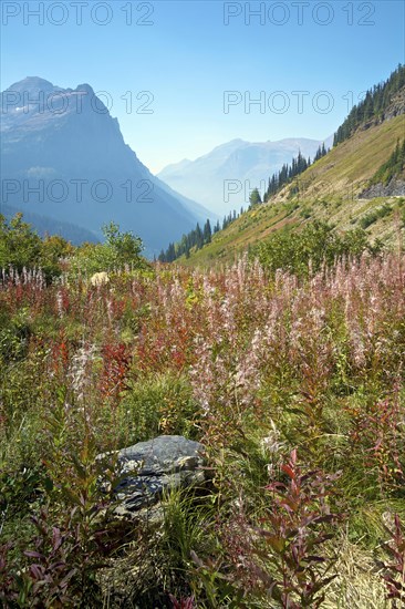 Fireweed (Chamerion angustifolium) growing near the Going-to-the-Sun Road