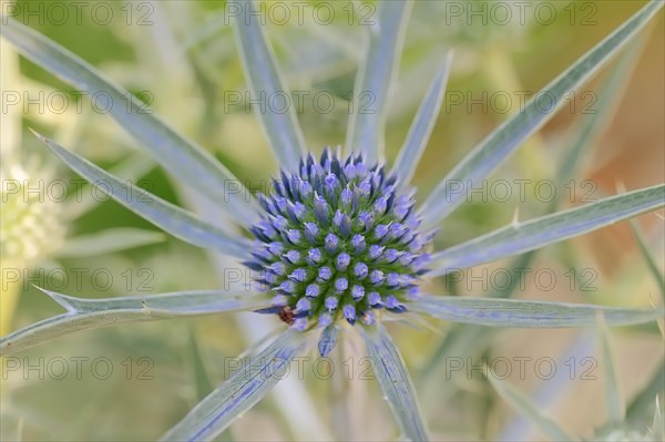 Amethyst Sea Holly (Eryngium amethystinum)