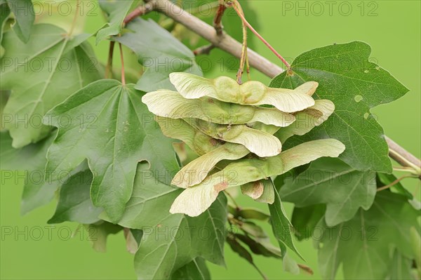 Field Maple (Acer campestre)