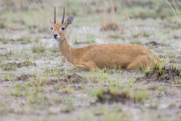 Oribi (Ourebia ourebi)