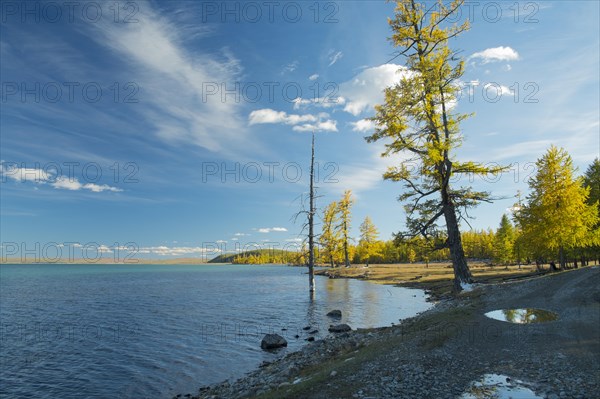 Autumnal colored larch trees on the banks of Khovsgol Nuur