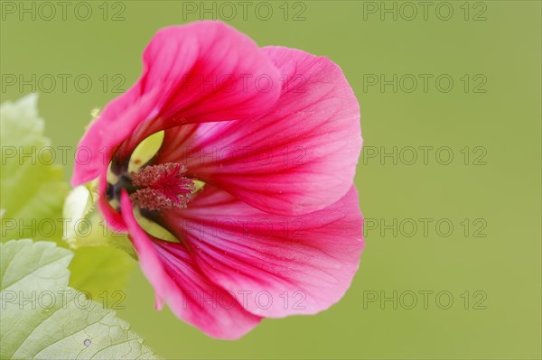 Annual Malope or Purple Spanish Mallow (Malope trifida)