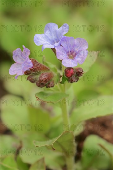 Lungwort (Pulmonaria officinalis)