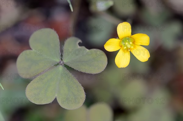 Creeping Woodsorrel (Oxalis corniculata)