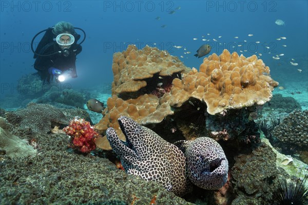 Two Laced Morays (Gymnothorax favagineus) at a coral reef