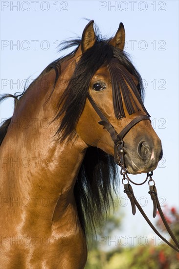 Andalusian Horse