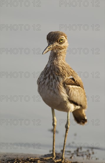 Water Thick-knee (Burhinus vermiculatus) at the lakeshore