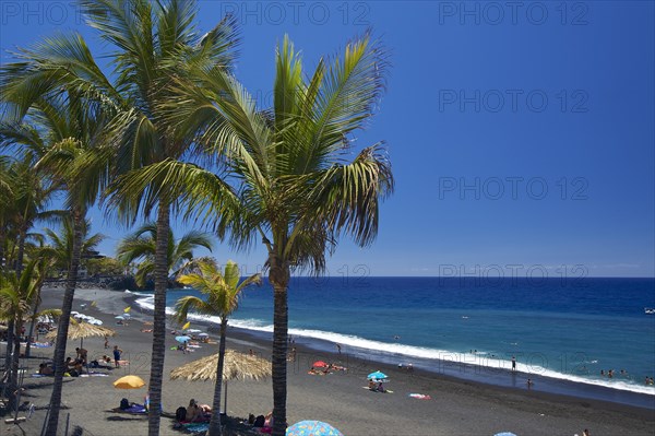 Palm trees on the beach