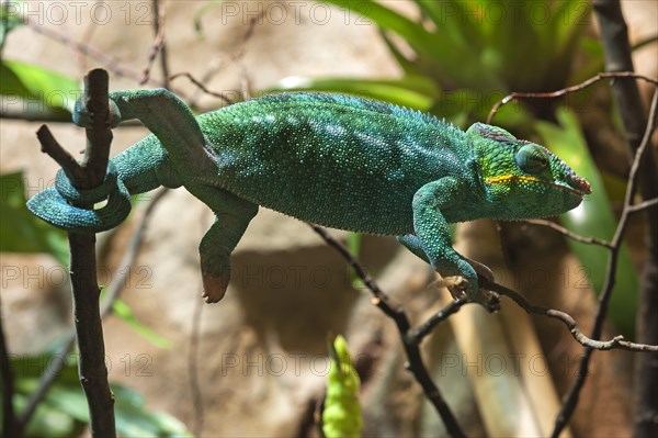 Panther Chameleon (Furcifer pardalis) in a terrarium