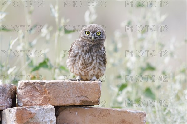 Little owl (Athene noctua)