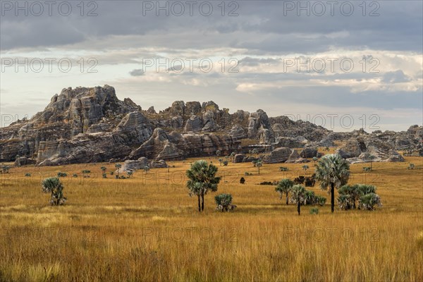 Landscape with rocks and Bismarck palms (Bismarckia nobilis)