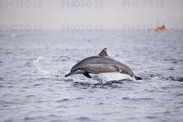 Dolphin jumping out of the sea water