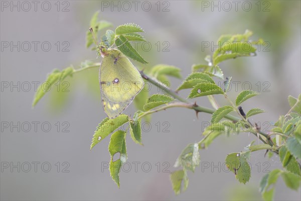 Pale Clouded Yellow (Colias hyale)