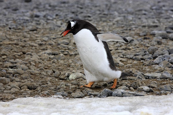 Gentoo Penguins (Pygoscelis papua)