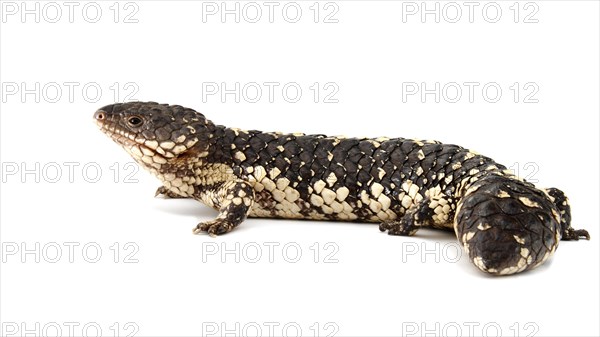 Shingleback Lizard or Bobtail (Tiliqua rugosa)