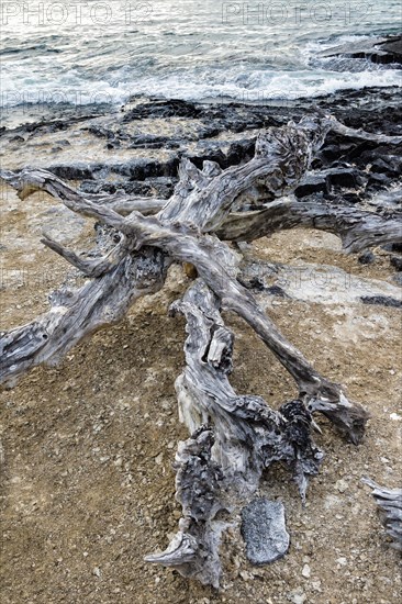 Dead trees on the beach