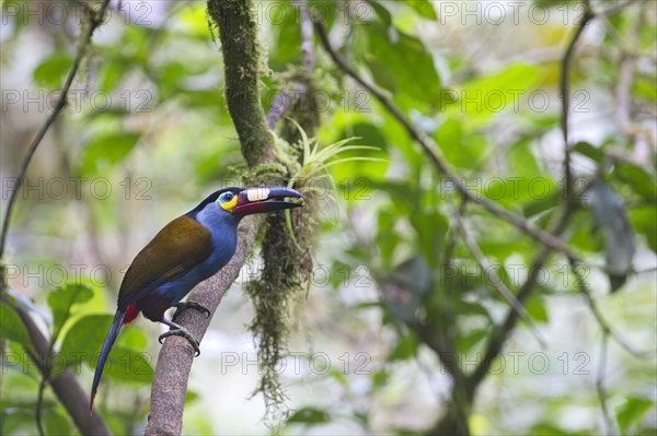 Plate-billed Mountain Toucan (Andigena laminirostris)